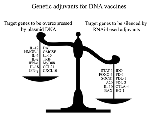 Figure 2. Genetic adjuvants for enhancing the potency of DNA vaccines against cancer: Overexpression vs. silencing. Genetic (DNA-encoded) adjuvants used for DNA vaccines can be designed to either overexpress immune-stimulatory molecules (left side of the scale), or downregulate the gene expression of inhibitory molecules (right side of the scale).