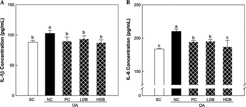 Fig. 1. IL-1β (A) and IL-6 (B) levels in serum of the MIA-induced OA rats treated with deer bone extract for 50 days.Note: Values are mean ± SD. Differences between groups (10 rats/group) were analyzed using one-way ANOVA by Tukey’s multiple range tests. Means with different superscript letters are significantly different at p < 0.05. Each group was assigned as follows: SC (PBS injection + non-treatment); NC (MIA injection + non-treatment); PC (MIA injection + 125 mg/kg glucosamine sulfate + 125 mg/kg chondroitin sulfate); LDB (MIA injection + 250 mg/kg deer bone extract); HDB (MIA injection + 500 mg/kg deer bone extract).