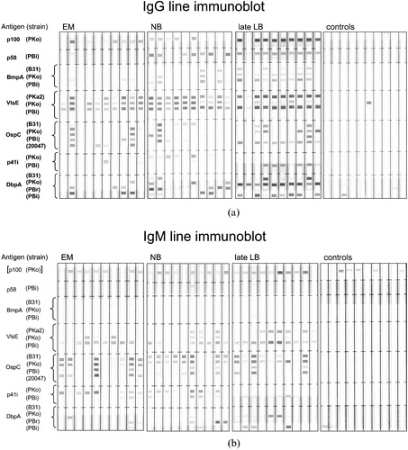 Figure 3. Recombinant line immunoblot.(a) Representative IgG blots and (b) IgM blots of patient and control sera. Strains belong to the following species: B31 and PKa2 to B. burgdorferi s.s., PKo to B. afzelii, PBr to B. garinii OspA‐type 3, PBi to B. garinii OspA‐type 4, and 20047 to B. garinii unknown OspA‐type. Sera were obtained from patients with erythema migrans (EM), early neuroborreliosis (NB), Acrodermatitis chronica atrophicans or Lyme arthritis (late LB), and controls. Figures 3 a and b are modified from Figures 1 and 2 of reference Citation77. The Borrelia protein encoding genes used correspond to the B31 sequence database as follows: p100, BB0744; p58, BB0329, bmpA, BB0383; ospC, BBB19; flaB (p41) BB668; dbpA, BBA24, the vlsE gene is not in the database.