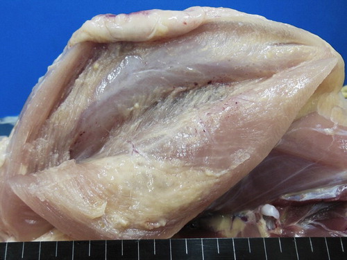 Figure 1. Injection site (pectoral muscle) of a treated chicken. Note the moderate to severe swelling, the presence of granuloma-like structures and petechiae.