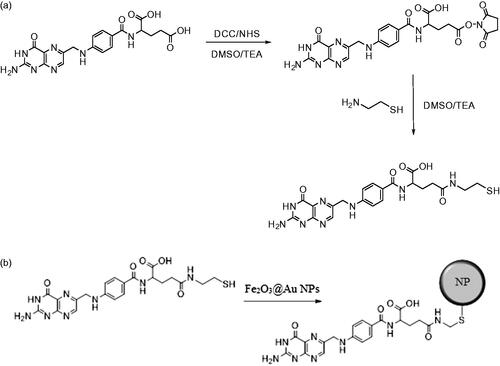 Scheme 1. (a) Preparation of cysteamine-folic acid conjugate. DCC: dicyclohexylcarbodiimide;NHS: N-hydroxysuccinimide; DMSO: dimethyl sulfoxide; TEA trimethylamine. (b) Surface modification of Fe2O3@Au core-shell nanoparticles with cysteamine-folic acid conjugate.
