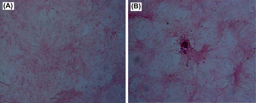 Figure 5. Alizarin red S staining. (A) Uninfected BMSCs and (B) BMSCs co-transfected with ADV-hBMP2 and Adeno-X Tet-On, respectively, were recovered from APA microcapsules and cultured in osteogenic medium for 7 days. Then the cells were fixed followed by Alizarin red S staining.