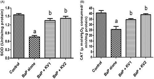 Figure 4. Effect of Kolaviron on the activities of superoxide dismutase (SOD) and catalase (CAT) in kidneys of B[a]P-treated rats. KV1, 100 mg/kg Kolaviron; KV2, 200 mg/kg Kolaviron. Each bar represents mean ± SD of 10 rats per group after 15 d treatment period. a: p < 0.05 against control. b: p < 0.05 against B[a]P.