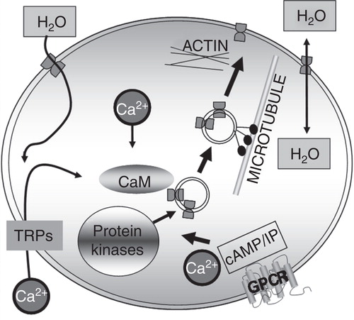 Figure 2. Trigger-induced aquaporin translocation: a regulatory mechanism for cellular water flow. Some or all of the components shown may be involved in the translocation of different AQPs. For example, AQP1 translocation is known to be triggered by hypotonicity, which causes calcium influx through transient receptor potential (TRP) channels and subsequent calmodulin-mediated PKC phosphorylation of specific AQP1 threonine residues, resulting in microtubule-dependent AQP1 translocation. Other protein kinases are thought to be involved in AQP translocation such as PKA-mediated translocation of AQP2 and AQP5 following activation of vasopressin V2 and M3 muscarinic GPCRs, respectively.