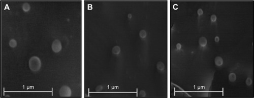 Figure 1 Cryo-SEM images of (A) NLC, (B) M-NLC, and (C) M-NLC-RFB at 20,000× magnification.