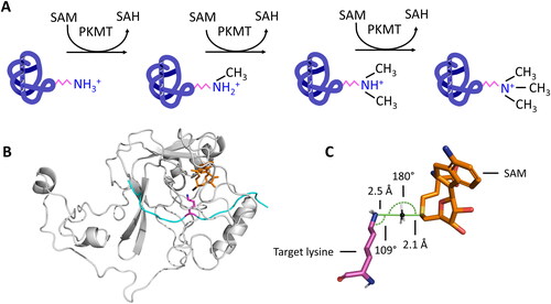 Figure 1. A| Protein lysine methyltransferases (PKMTs) transfer up to three methyl groups to specific lysine residues in proteins. The cofactor S-adenosyl-L-methionine (SAM) provides the methyl group. It is released after the transfer as S-adenosyl-L-homocysteine (SAH). B| The protein substrate (cyan) and SAM (orange, methyl group is colored black) bind at opposing sites of the SET domain (grey) in SET domain PKMTs. The target lysine (pink) is inserted into a narrow tunnel, where the lysine is deprotonated and oriented for the methyl group transfer (image created using simulation results of PDB 6VDB (Schuhmacher et al. Citation2020)). C| The methyl group is transferred using a bimolecular nucleophilic substitution (SN2) mechanism, in which multiple geometric criteria need to be fulfilled to reach the transition state.