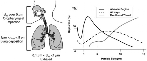 Figure 1. Mass fractional deposition of particles in the lungs as a function of aerodynamic diameter, assuming that particles are spherical with unit density. Adapted by permission from Macmillan Publishers Ltd: Nature Reviews Drug Discovery (Patton & Byron, Citation2007), © 2007.