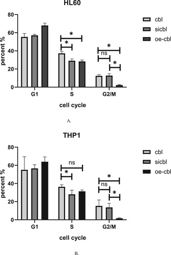 Figure 5. Percentage of HL60 (A) and THP1 (B) cells in different cell cycle phases after c-CBL gene silencing (si) and overexpression (oe) (for details, see the supplementary materials).
