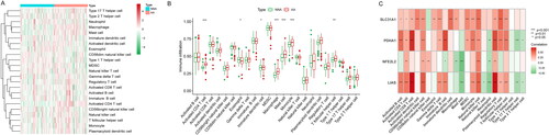 Figure 2. Immunogene set analysis of immune infiltration patterns in AA and NNA conditions. (A) Heatmap exhibiting the immunogene sets in AA and NNA groups. (B) Boxplot showing the difference in infiltrating immune cells between AA and NNA groups. (C) A correlation heatmap visualizing the relationship between SLC31A1, PDHA1, LIAS, and NFE2L2 and immune cells.