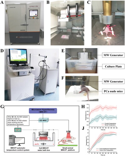 Figure 1. Microwave hyperthermia or radiotherapy devices were used for in vitro and in vivo experiments. (A) An X-RAD225 Biological Irradiator. (B) Cell culture plates in the irradiator. (C) Prostate cancer (P Ca) nude mice in the irradiator. (D) A microwave hyperthermia device. (E) Cell culture plates under the MW generator. (F) P Ca nude mice under the MW generator. (G) Schematic diagram of MW-HT starting work according to temperature. (H) The change trend of frontal temperature and rectal temperature with MWHT work. (J) The change trend of tumor epidermal temperature and tumor core temperature with MW-HT work.