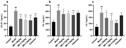 Figure 5. Effect of Mudan granules on serum fibrosis factor levels in diabetic rats. a: Collagen type IV. b: Fibronectin. c: Laminin. All data were expressed as mean ± SD, n = 5. Compared with the control group, #P < 0.05, ##P < 0.01. Compared with the diabetic model group, *P < 0.05, **P < 0.01.