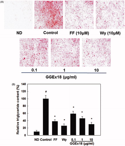 Figure 2. Lipid accumulation in 3T3-L1 cells. (A) 3T3-L1 preadipocytes (ND) were differentiated into mature adipocytes (control). Differentiated control cells were treated with GGEx18, fenofibrate (FF) or Wy14,643 (Wy). Shown are representative Oil red O-stained cells. (B) Quantitative analysis of triglyceride contents. All values are expressed as the mean ± SD. #p < 0.05 compared with the ND group, *p < 0.05 compared with the control group.