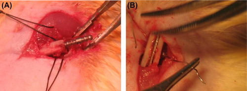 Figure 1. Representative photographs showing implantation of Ti-based materials in rats. A. K-nails. B. Plates.