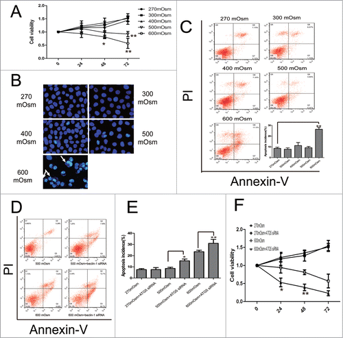 Figure 6. Apoptosis under hyperosmotic stress and inhibition of autophagy exacerbates apoptosis in notochordal cells. Typical images are shown. (A) Cell viability was analyzed by CCK-8 assay. *P < 0.05, **P < 0.01, vs. 270 mOsm for the same durations. (B, C) Following treatment with the indicated media for 24 hours, notochordal cells were stained with DAPI (B) or co-stained with Annexin-V and PI (C), followed by observation by fluorescence microscopy or flow cytometry to analyze the percentage of apoptotic cells. (D) Notochordal cells were treated with 500 or 600 mOsm, or co-treated with 500 or 600 mOsm plus ATG5 siRNA transfection for 24 hours. Apoptotic incidence (E) was calculated according to the flow cytometry results (D). Cell viability was analyzed by CCK-8 assay. (G) *P < 0.05, **P < 0.01 versus 270 mOsm for the same durations.