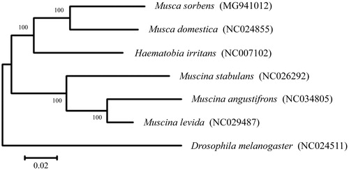 Figure 1. Neighbour-joining (NJ) tree reconstructed using six mitogenome sequences of Muscidae species and one outgroup taxon in Drosophilidae. The numbers above branches are Bootstrap (BP) values after re-sampling 1000 replicates. The bar indicates the estimated number of substitutions per site.