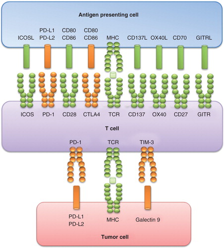 Figure 1. Regulation of T-cell response by multiple co-stimulatory and inhibitory interactions.