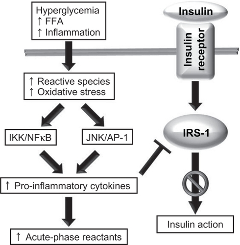 Figure 2 The role of oxidative stress and inflammation in insulin resistance. A number of stimuli, such as hyperglycemia, high levels of circulating free fatty acid (FFA), and chronic inflammation, lead to increases in the production of reactive molecular species, and this in turn may lead to oxidative stress. Oxidants activate the JNK/AP-1 and IKK–NFκB axes, leading to an upregulation in the transcription of proinflammatory cytokine genes and increased production of cytokines and acute-phase reactants. Cytokines impair the action of the insulin receptor substrate, resulting in impaired insulin action.