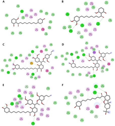 Figure 4. (A–F) Docking interaction diagrams of sEH inhibition by compounds 19–24, respectively. (Green lines: hydrogen bonding interactions, pink lines: alkyl and π–alkyl interactions, magenta lines: π–π T-shaped interactions, and light green: van der Walls interactions with the corresponding residues of sEH).
