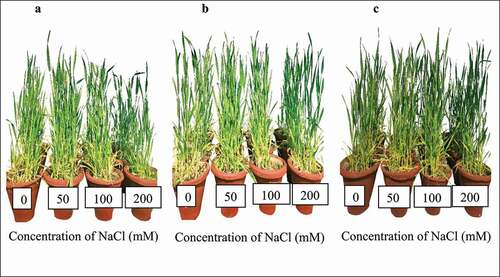 Figure 1. Experimental set-up showing (a) uninoculated wheat plants (control); (b) P. indica inoculated wheat plants; and (c) PGPBinoculated wheat plants after 80 d of sowing