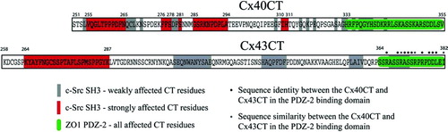 Figure 7 Comparison of the Cx40CT and Cx43CT residues affected by the interaction with the ZO-1 PDZ-2 and c-Src SH3 domains. Data for the Cx43CT interaction with the ZO-1 PDZ-2 and c-Src SH3 domains was obtained from (Sorgen et al. Citation2004a).