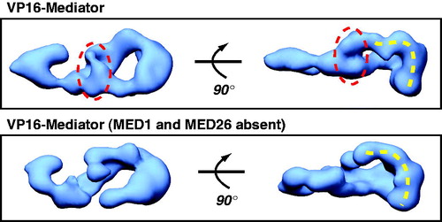 Figure 2. EM structure of human Mediator compared with human Mediator lacking the MED1 and MED26 subunits. Both complexes are bound to the activation domain of VP16, and each is rendered at their predicted molecular weight (1.2 MDa or 0.9 MDa, respectively). The circled region indicates one area of missing protein density in the complex lacking MED1 and MED26. Note, however, that a pol II interaction surface (dashed yellow line; see text) is maintained in both structures, consistent with a general ability of each complex to activate transcription by VP16 (Taatjes & Tjian, Citation2004). (see colour version of this figure online at www.informahealthcare.com/bmgwww.informahealthcare.com/bmg).
