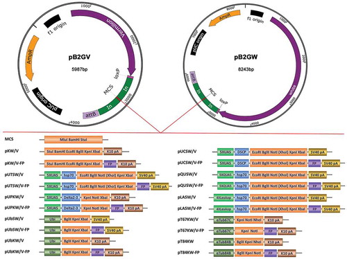 Figure 1. Overview of the vectors. Above: Map of the starting vectors pB2GW and pB2GV (to scale). The pB2GW vector contains a mini-white gene, a phiC31 integrase compatible attB sequence, a loxP site and an ampicillin resistance (ampR) gene. In pB2GV vector, the screening marker mini-white gene is replaced by vermilion gene. The multiple cloning site (MCS) is flanked by gypsy insulator sequences (In). The starting vectors are suitable for cloning genomic fragments. Below: Schematic of the parental vectors and fluorescent protein (FP) tagging vectors (not to scale). pKW/V and pKW/V-FP are suitable for expression of a gene of interest under the regulation of native promoter and enhancer elements. pUTSW/V, pUTSW/V-FP, pUCSW/V, pUCSW/V-FP, pUPKW/V and pUPKW/V-FP are suitable for Gal4 regulated transgene production. pQUSW/V and pQUSW/V-FP are suitable for QF regulated transgene production. pLASW/V and pLASW/V-FP are suitable for LexA regulated transgene production. pUbSW/V, pUbSW/V-FP, pUbKW/V, pUbKW/V-FP, pT84SW and pT84SW-FP are suitable for ubiquitous expression in germline tissues, embryos, larvae, pupae and adult flies. pT67SW/V and pT67SW/V-FP are suitable for female germline and early embryo expressions. Note that for vermilion version vectors, the XhoI site in MCS cannot be used in vector linearizing because the vermilion sequence contain an XhoI site. K10 pA: K10 polyadenylation signal; SV40 pA: SV40 polyadenylation signal; UAS: Upstream Activation Sequence; hsp70: hsp70 basal promoter; Delta2-3: Delta2-3 transposase promoter; QUAS: QF binding site; LexAop: LexA-binding site; Ubi: Ubiquitin-63E promoter; αTub67C: α-tubulin 67C promoter; αTub84B: α-tubulin 84B promoter; FP: Fluorescent Protein.