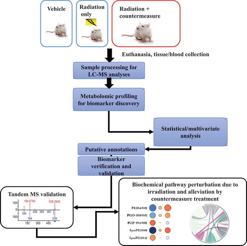 Figure 2. Experimental approach and analytical design of the metabolomic study using irradiated animals treated with radiation countermeasures. Blood/tissue samples are collected from irradiated or countermeasure-treated plus irradiated animals on various time-points pre and post-irradiation/treatment, and processed for untargeted LC-MS profiling. Metabolomics pathway and network analysis are analyzed, and validation is performed. LC-MS (Liquid chromatography–mass spectrometry), Tandem MS (Mass spectrometry)