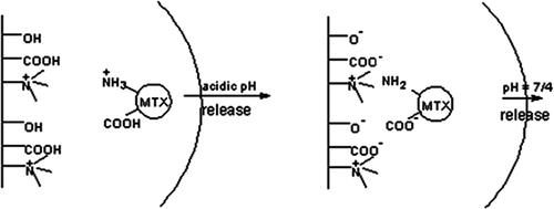 Figure 3. Schematic root of pH-dependent MTX loading on stimuli-responsive cationic NIPMADM-MSNs.