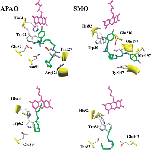 Figure 2.  Schematic representation of the APAO and SMO best docking complexes with CHX (top panels) and MDL 72527 (bottom panels) showing proteins residues interacting with the inhibitors. The FAD cofactor (colored in magenta) and the active site His residue (His64 and His82 in APAO and SMO, respectively) are shown for reference.