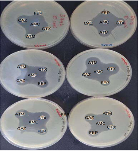 Figure 2 Modified double disc diffusion test results.