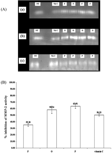 Figure 2.  Inhibition of MMP-2 of the semi-purified rice bran extract by gelatin zymograms, (A) gelatin zymograms of MMP-2 from human skin fibroblasts treated with the semi-purified rice bran extracts containing F, O, and P in comparing to vitamin C and no treatment after incubation for 24 h (a, b, c, respectively). (B) % inhibition of MMP-2 activity of the semi-purified rice bran extracts containing F, O, P, and vitamin C in human skin fibroblasts.