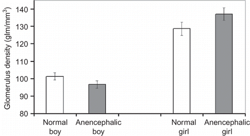 Figure 4. Glomerulus density in kidneys for normal and anencephalic fetuses (mean ± SEM).