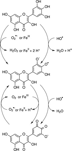 Figure 4. Redox reactions of myricetin.