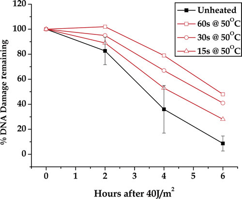 Figure 6. DNA damage remaining as a function of time after UV exposure. The data shown in Figure 3 along with the results for a 30-s and 15-s heat shock at 50°C (not shown) were converted to percentage damage remaining for each comet parameter measured. The plotted points are the average of the four metrics of DNA damage. The controls have been combined from all three experiments. The error bars are 95% confidence limits. Error bars for the heated samples were omitted for clarity.