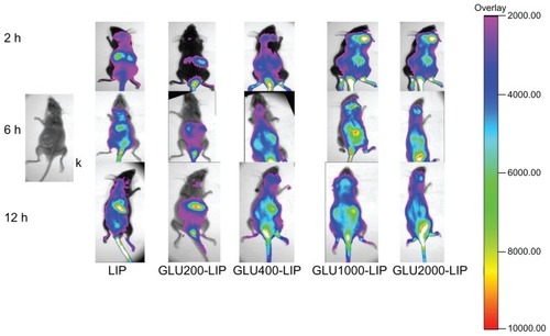 Figure 4 In vivo imaging of the mice that were anesthetized at 2 hours, 6 hours, and 12 hours after intravenous injection of different DIR-loaded liposomes respectively.Notes: Color bar indicates the intensity of the nearinfrared fluorescence signal.Abbreviations: DIR, 1,1′-dioctadecyl-3,3,3′,3′-tetramethylindotricarbocyanine; GLU, glucose; LIP, liposomes.