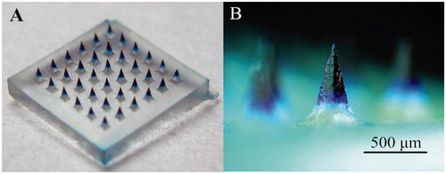 Figure 1. Photograghs of DMA with Trypan blue in microneedle tips. (A) Overhead view of DMA by digital camera; (B) dark-field micrograph of a single microneedle.