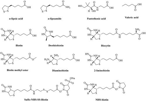 Figure 1. Chemical structures of α-lipoic acid, pantothenic acid, biotin, and its structural analogs.