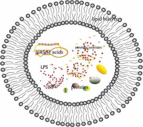 Figure 1. EVs is a spherical structure enclosed by a lipid bilayer, which contains proteins, nucleic acids, phospholipids, and lipopolysaccharides (LPS), as well as other substances such as ions, metabolic molecules, and signaling molecules