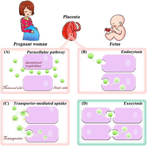 Figure 3. Transport of nanodrugs in the placenta. Trophoblast uptake through the paracellular pathway (A), endocytosis (B), and transporter-mediated pathway (C). Trophoblast exocytosis of nanoplatforms (D).