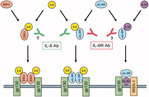Figure 2 Differential inhibitory function of IL-6 signaling pathways by IL-6 and IL-6R antibody; a possible mechanism of action. Complexes of IL-6/IL-6R, IL-30/IL-6R, and IL-6/EBI3 can activate gp130, a cell surface signal transduction molecule. IL-6R antibody inhibit IL-6/IL-6R and IL-30/IL-6R but not IL-6/EBI3 dependent signal, whereas IL-6 antibody inhibits IL-6/IL-6R and IL-6/EBI3 but not IL-30/IL-6R dependent signal. IL-6: Interlukin-6; IL-6R: interleukin-6 receptor; IL-30: Interleukin-30; EBI3: Epstein-Barr virus-induced 3; WSX-1: interleukin-27 receptor α.