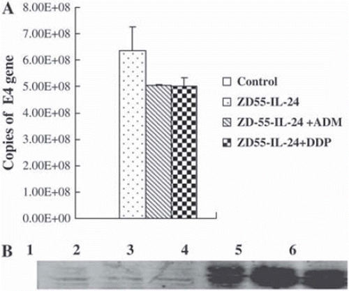 Figure 1. Effects of doxorubicin and cisplatin on the propagation of ZD55-IL-24.(A) Quantitative PCR to detect the replication of ZD55-IL-24 in NCI-H460 cells.(B) Analysis of IL-24 expression by Western blotting with the presence of doxorubicin and cisplatin. NCI-H460 cells were infected with ZD55-IL-24 at an MOI of 10 pfu/cell, and IL-24 protein was analyzed 48 hours later in cell lysates. A total of 20 μg protein was loaded on 10% polyacrylamide gels and separated. Lane 1 control, lane 2 ADM (80 nM), lane 3 DDP (200 nM), lane 4 ZD55-IL24, lane 5 ZD55-IL24+ADM (80 nM), lane 6 ZD55-IL24 + DDP (200 nM).