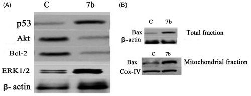 Figure 4. Effect of compound 7b on apoptotic signaling in RKO cells. (A) Cells were treated with 4 μM of compound 7b for 24 h. The cell lysates were collected and the levels of p53, Akt, Bcl-2, ERK1/2 were studied by Western blotting analysis using specific antibodies. β-Actin was used as loading control. C: control (untreated cells). (B) Total protein and mitochondrial fraction were exacted and Western blotting analysis was applied to determine the protein levels of Bax in treated and non-treated cells. β-Actin was used as loading control and IV-Cox was used as internal mitochondrial control.