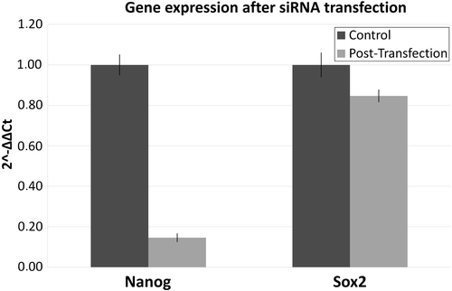 Figure 3. Gene expression of stemness transcription factors. The figure presents the qPCR data before and after the knockdown of L1 ORF2. The control sample is the same cell line before siRNA transfection. Samples were normalized to control sample using Livak analysis, while 18SrRNA was used as housekeeping gene. The percentage knockdown of L1 ORF2 was up to 89%.