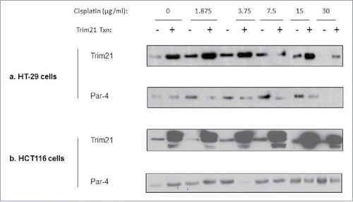 Figure 4. Ectopic expression of TRIM21 downregulates Par-4 in the presence of cisplatin in colon cancer cells. Colon cancer cell lines, transfected with or without TRIM21 expression plasmid for 48 hrs, were treated with increasing doses of cisplatin for 24 hrs. The cisplatin concentrations are in units of μg/ml. Western blots of Par-4 and TRIM21 levels are shown with actin shown as a loading control (a) HT-29 (b) HCT-116.