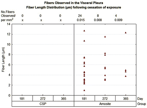 Figure 12.  The number and length of fibers present at the visceral surface are shown.