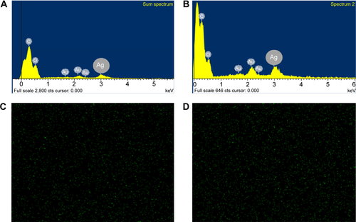 Figure S3 The SEM-EDS mappings of silver nanoparticles deposited on the outer surface (A, C) and inside (B, D) of the synthesized silver nanoparticles–chitosan composite sphere.Abbreviation: SEM-EDS, scanning electron microscopy–energy dispersive spectroscopy.