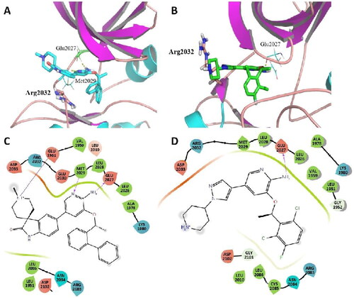 Figure 7. Representative structures from MD simulation of C01 (A) and Crizotinib (B) in the active site of ROS1G2032R. (ROS1 in coloured cartoon, ligands, and residues in stick mode. Yellow dots represent hydrogen bonds). (For interpretation of the references to colour in this figure legend, the reader is referred to the Web version of this article.) (C) 2D diagram of the interaction between C01 and the binding site of ROS1G2032R. (D) 2D diagram of the interaction between Crizotinib and the binding site of ROS1G2032R.