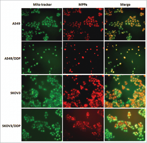 Figure 6. Intracellular localization of MPPa. Red fluorescence indicated MPPa and green fluorescence showed mitochondria; orange appeared in the merged image, demonstrating that MPPa located in mitochondria (×200).