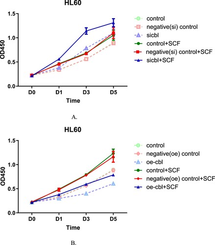 Figure 3. The proliferation-promoting effect of SCF on HL60 cells with different c-CBL expression statuses. HL60 cells with different c-CBL gene expression statuses (A and B) were stimulated with SCF (10 ng/ml) for 24 h. Compared with that of each corresponding nonstimulated group, increasing OD values were observed in every stimulated (SCF) group, and the differences in each pair were statistically significant. In addition, regardless of the presence of the stimulus, the OD values were negatively associated with the c-CBL gene status. That is, the lower the c-CBL gene expression was, the higher the OD values were. During the whole observation period from Days 1–5, the OD values of the c-CBL silencing group were higher than those of any other group after SCF stimulation (for details, see the supplementary materials).