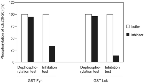Figure 3.  Possibility of phosphatase. Buffer or inhibitor sample was assayed for their ability to dephosphorylate phosphor-cdc2(6-20) or inhibit kinase activity of GST-Fyn and GST-Lck. The amount of kinase and inhibitor were identical in phosphatase test and kinase inhibition test. Both the time for substrate dephosphorylation (phosphatase test) and preincubation (kinase inhibition test) were 20 min. This result is representative of three reproducible experiments.